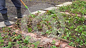 A man removes last year`s fallen leaves from strawberry beds in his summer cottage