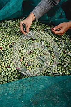 man is removing leaves from a pile of olives