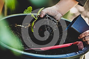 Man replant a courgette seedling plant into a bigger pot