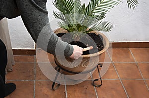 Man replanting a green palm tree