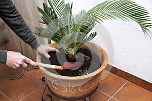 Man replanting a green palm tree