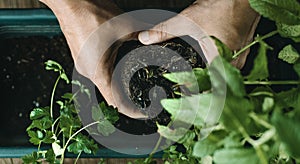 Man is replanting a mint plant, web banner