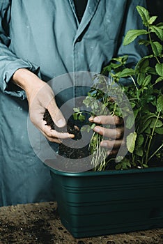 Man is replanting a parsley plant