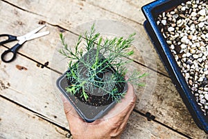 Man replants a bonsai seedling into a bigger pot