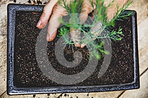 Man replants a bonsai seedling into a bigger pot, coniferous