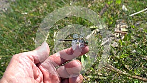 A man rescues a dragonfly that has fallen into the water and puts it on the grass to dry its wings. Hand of a man saving