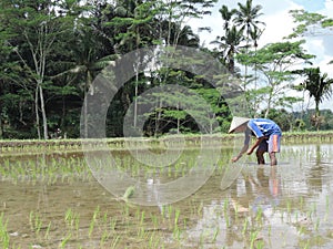 Man working in the ricefields in Indonesia