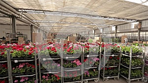 A man rides a forklift through a warehouse with blooming flowers, a large greenhouse warehouse for growing flowers