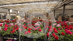 A man rides a forklift through a warehouse with blooming flowers, a large greenhouse warehouse for growing flowers