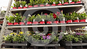 A man rides a forklift through a warehouse with blooming flowers, a large greenhouse warehouse for growing flowers