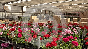 A man rides a forklift through a warehouse with blooming flowers, a large greenhouse warehouse for growing flowers