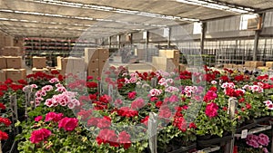 A man rides a forklift through a warehouse with blooming flowers, a large greenhouse warehouse for growing flowers