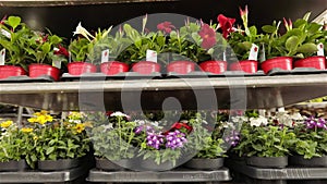 A man rides a forklift through a warehouse with blooming flowers, a large greenhouse warehouse for growing flowers