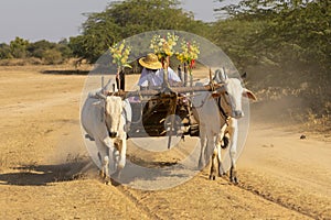 An man rides a traditional Myanmar wooden cart in Bagan during the Shinbyu traditional celebration