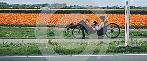 Man ridiing a recumbent bicycle, tulip background near Keukenhof