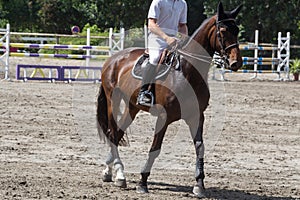 Man riding a bay horse