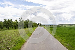 Man riding a bicycle along the road between the orchard and the field, visible cherry trees.