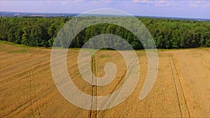 Man riding bicycle by the ripe rye field