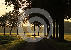 Man riding bike at sunset on a road bordered by trees