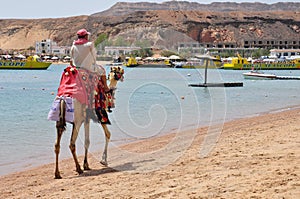 Man riding camel along beach