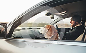 Man riding a car and his beagle dog companion sits near him on front seat photo