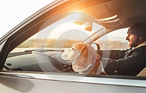 Man riding a car and his beagle dog sit inside with him. Travel with pets concept image