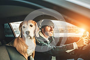 Man riding a car and his beagle dog sit inside with him. Travel with pets concept image photo