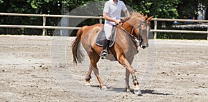 Man riding a chestnut horse