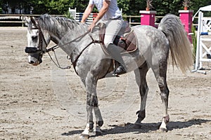 Man riding a gray horse