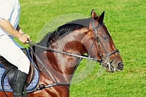 Uomo sul cavallo un cavallo 