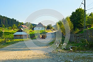 Man riding in horse cart