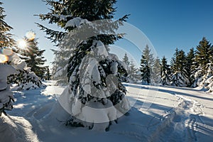A man riding skis down a snow covered forest