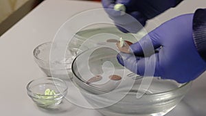 A man in rubber gloves applies sulfur ointment to a coin. Rubs a coin in hot water. Patination of copper coins with sulfuric