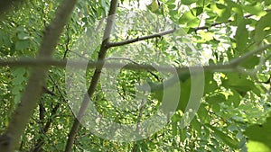 A man runs through a dense forest from his pursuers.