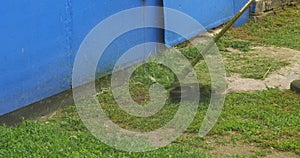 A man runs a lawnmower and mows grass on the front lawn. Tidying up your lawn with an electric lawn mower. A man runs a