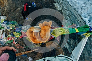 Man's best friend gazez into the valley. This is a high altitude Himalayan mutt in ABC trek