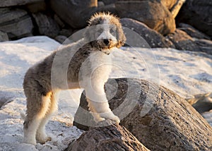 Man`s Best Friend. A Saint Berdoodle Puppy