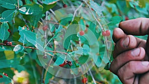 Man`s calloused human hands tear red berries from bush in the forest