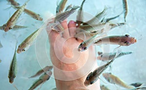 Man`s feet in fish spa aquarium. Doctor fish in glass fishtank. South Asia pedicure procedure.