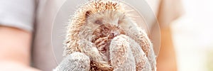 Rukaviciach ruka roztomilý malý divoký pichľavý ježko zvlnený hore v guľa. zachrániť starostlivosť z zvieratá prostredie ochrana 