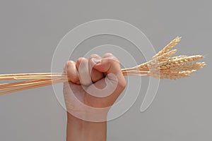 Man`s hand clenches into a fist and holds ears of wheat on a white background. The spikelets are tightly compressed in a person`s