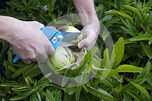Man`s hand cutting two pepino dulce or Solanum muricatum with robust garden scissors