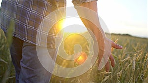 Man`s hand of farmer man in wheat field walking and touching wheat ears at sunset. Man male hands farmer running through