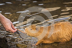 Man's hand feeding a Coypu