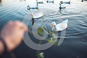 Man's hand Feeding the flock of white Domestic Geese swimming in lake in evening. Domesticated grey goose are poultry used for me