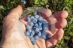 Man`s hand full of freshly picked blueberries