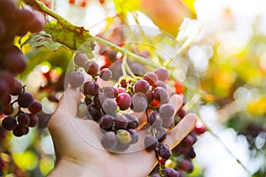 Man`s hand is gathering purple ripe grapes near the house. Wine making. Autumn day on farm yard. Harvest time. Ecological fruit