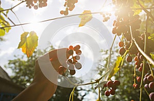 Man`s hand is gathering purple ripe grapes near the house. Wine making. Autumn day on farm yard. Harvest time. Ecological fruit