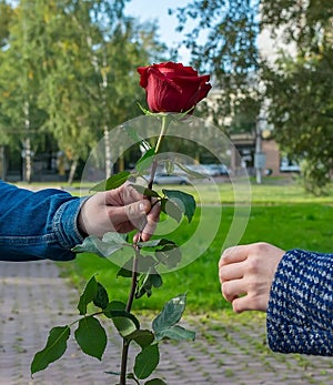 A man`s hand gives the girl a red rose flower