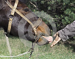 Man`s hand gives his hand to the horse`s horse harnessed knot bridle tongue